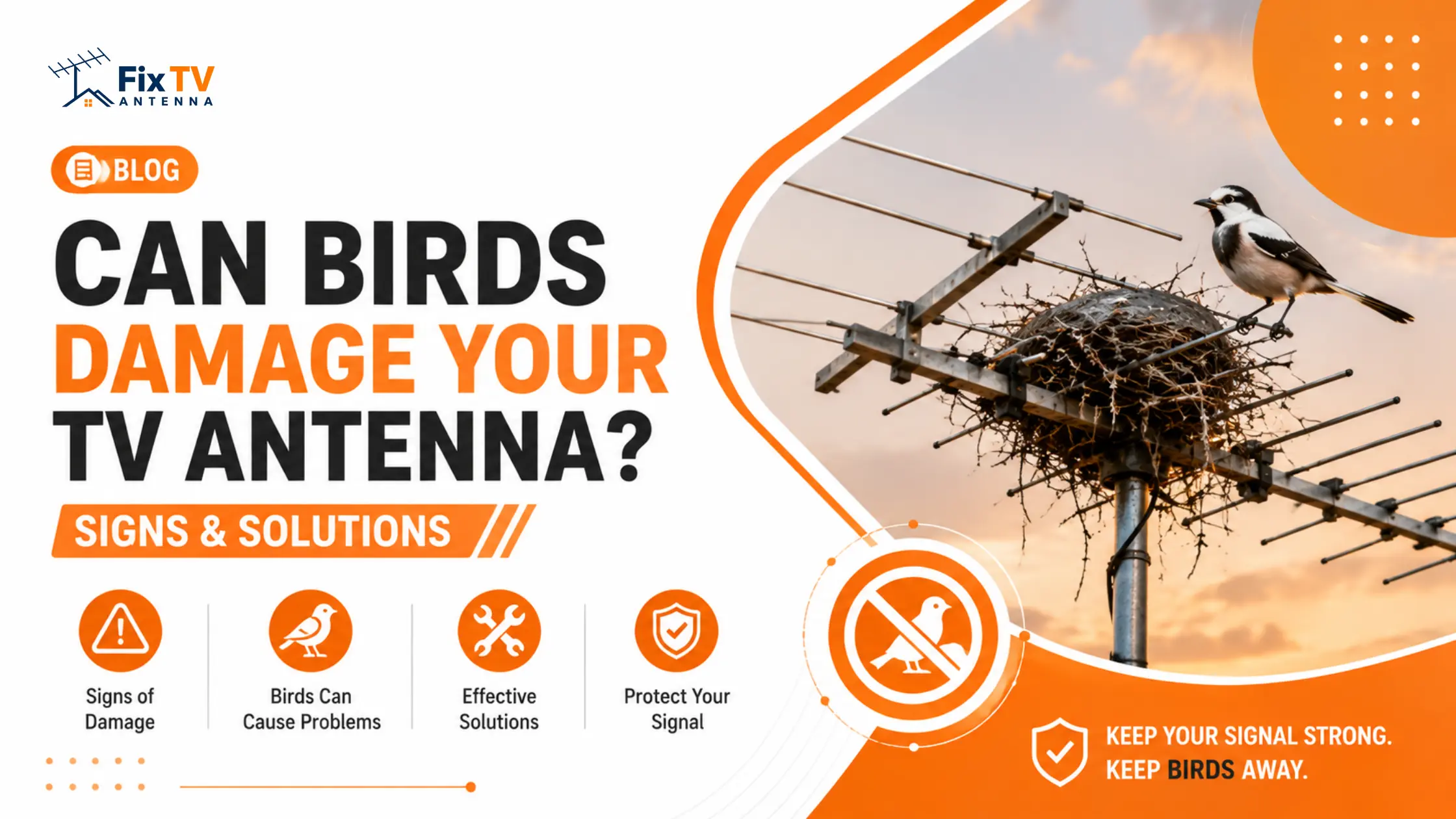 Can Birds Damage Your TV Antenna? Real Problems You Shouldn’t Ignore